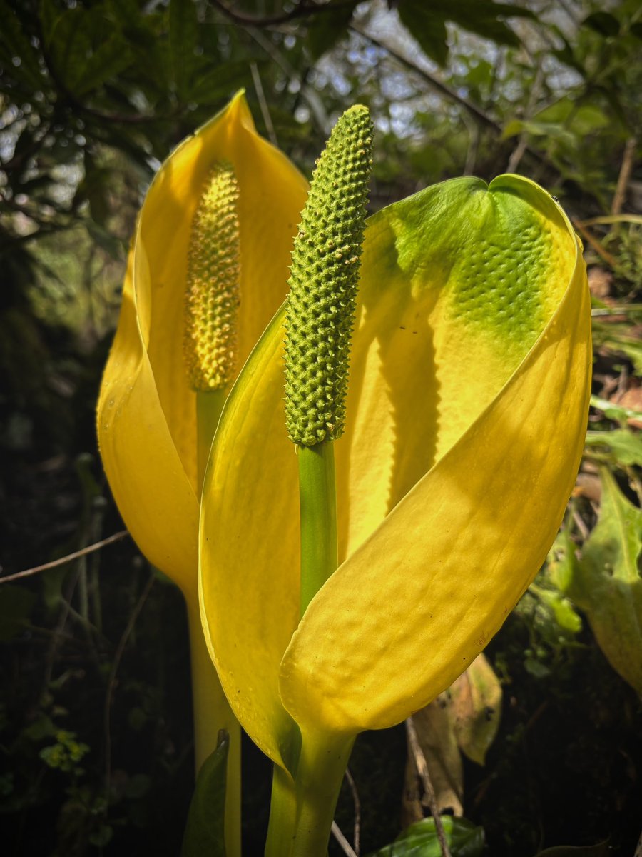 An invasion of American Skunk Cabbage (Lysichiton americanus) at Wayford Woods in South Somerset 🦨🥬 @wildflower_hour @BSBIbotany