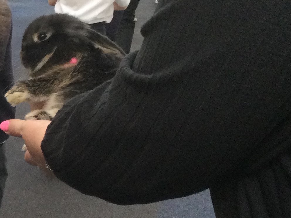 Yesterday we had a very special assembly to introduce our children to our new school pets - two mini lop rabbits called Romeo and Juliet! The children were extremely excited !