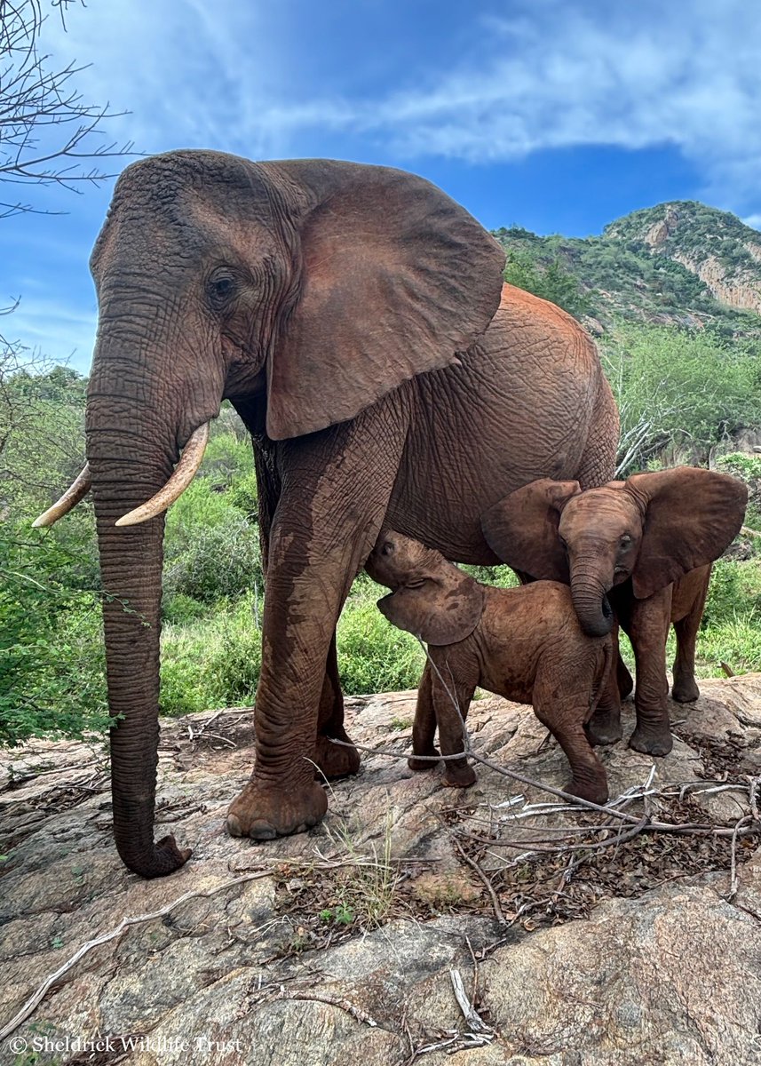 This is our favourite kind of family portrait: orphan elephant Galana nursing her calf Gala. Orphaned as a new born, Galana is now flourishing in the wild as a mum of 2. Curiously, Njema (R) isn’t her calf, but since the herd all live together, they might as well be family!