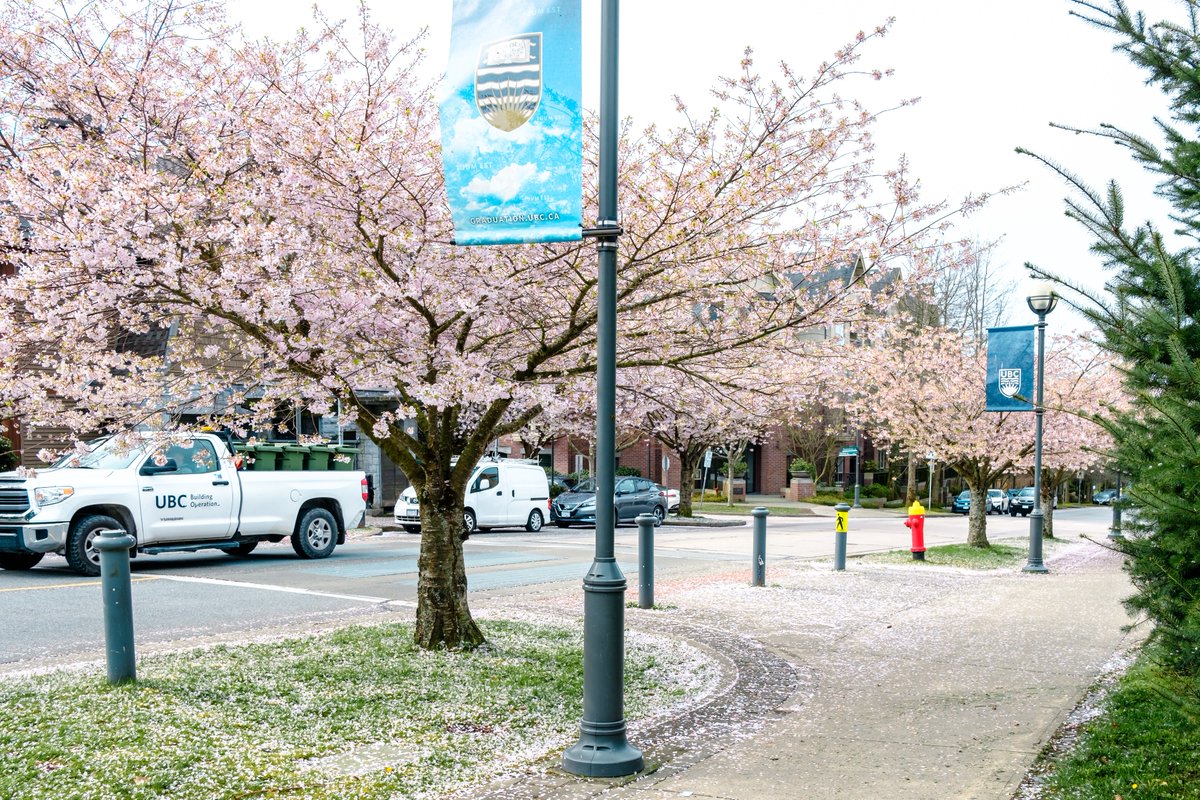 Trees are always our thing but cherry blossoms make them a little extra special🌸