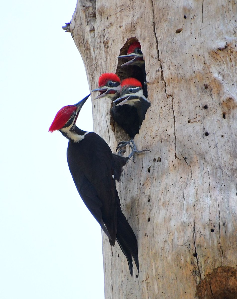 Springtime! Pileated Woodpecker feeding his three babies.