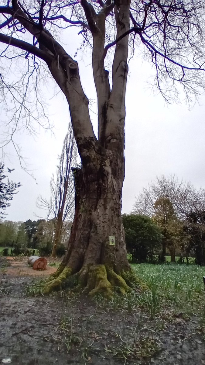 Been to see the oldest #tree in Manchester today & met luke from @AncientTreesATF & Ben 2 great people who have a passion for #trees making sure this sentinel is looked after @ArbAssociation @keeper_of_books @TheStreetTree @arborsmarty @clairedahair @WoodlandTrust