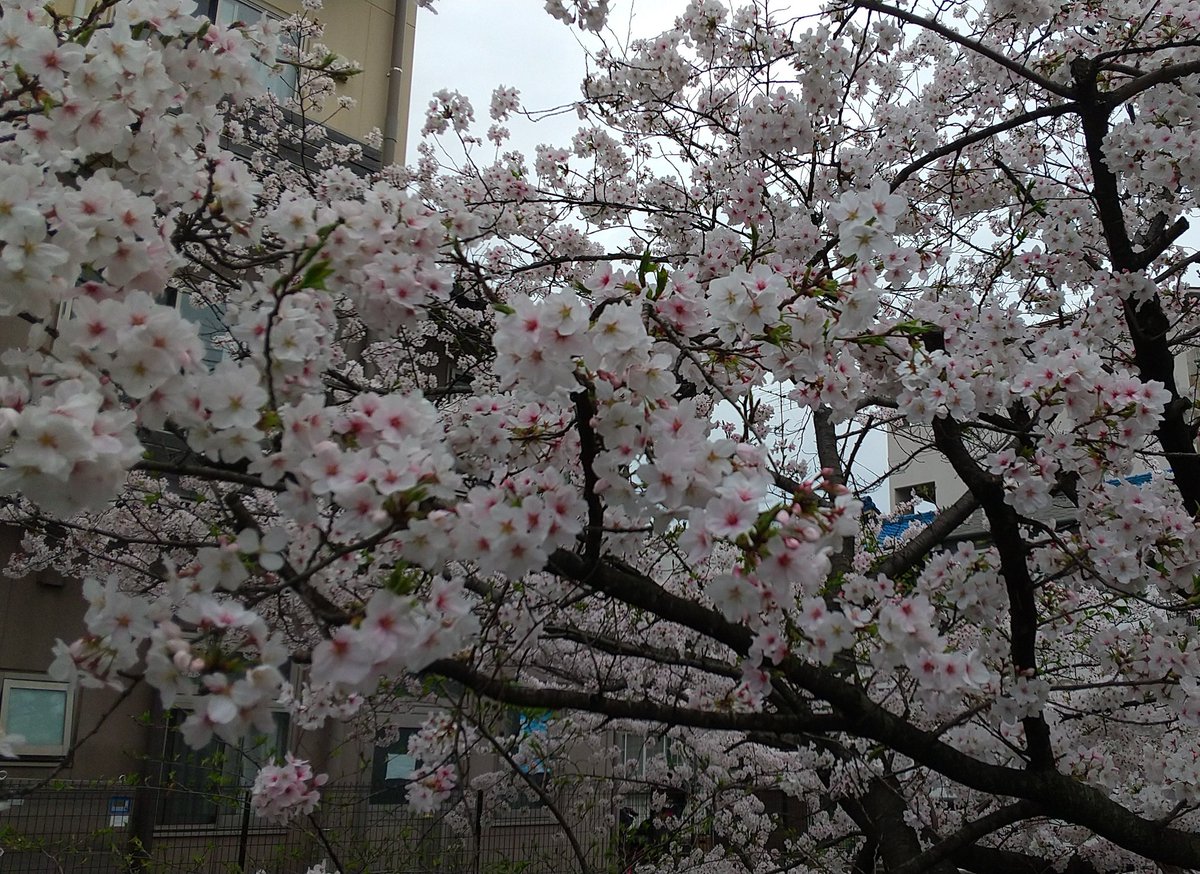 京都の紙屋川沿いに見事な桜が咲いていました。桜もぼちぼち終わりで、これからの御室系の遅咲き桜が楽しみにしています。 #京都 #桜 #紙屋川 #満開