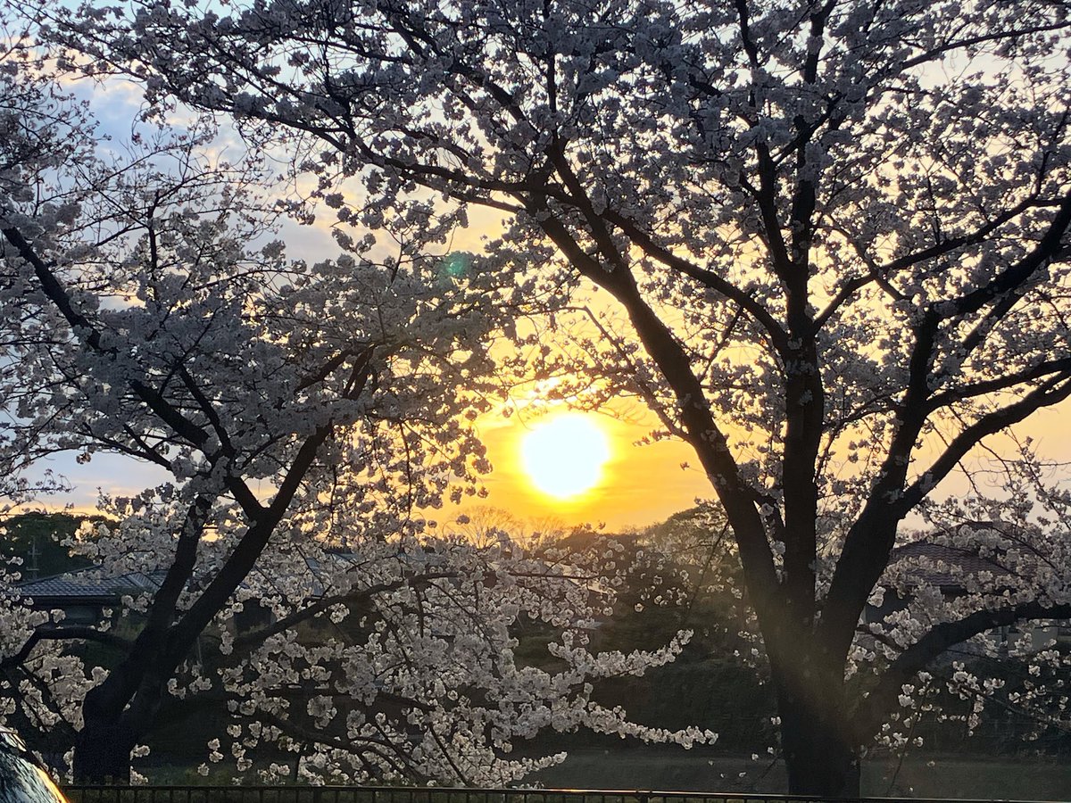 おチャオうございます。 まだまだ桜は踏ん張っています。昨日も今週３度目のジョギングへ。この季節は、こんな景色を眺めながら走れるのがたまりませんね。 くどいようですが、筋肉痛も止まりませんけどね。 大阪マラソン後、怠けていたもので… 今朝も11時まで、よろしくです。 #まちゃお765