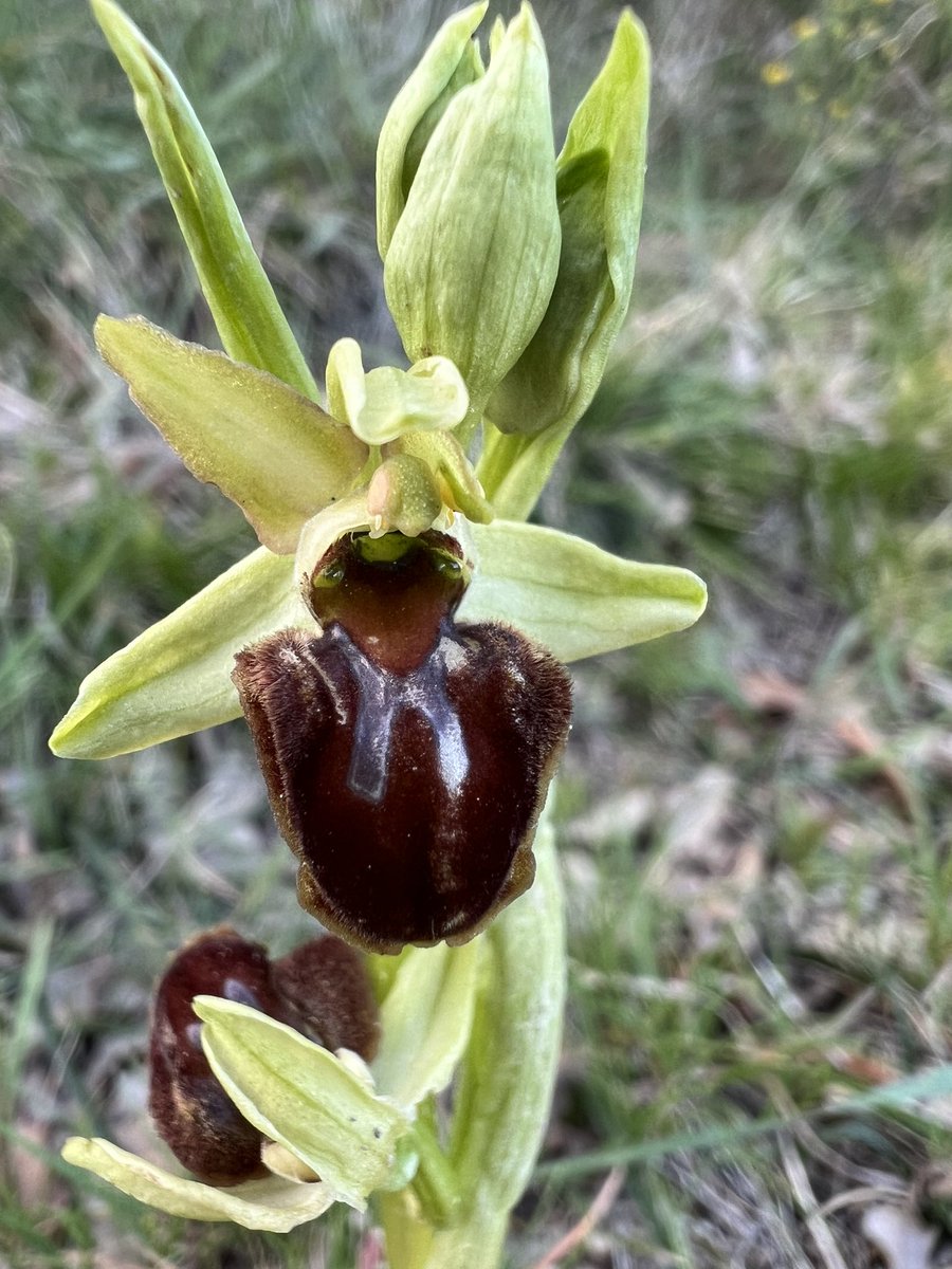 Empiezan a brotar ya orquídeas de todas clases en Vitoria Gasteiz. Las lluvias que se alternan con temperaturas más agradables y sol potente a mediodía han hecho que aparezcan las conspicuas Orchis purpúrea y otras más.