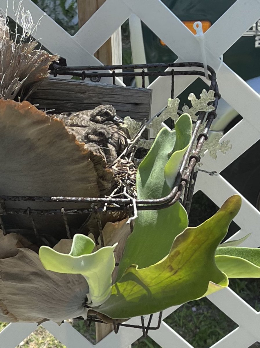Got 2 baby doves in the stag horn fern on back fence.. it was worth getting out of the bed👍 Another on front deck but they are higher up. We never got another pet, guess they feel safe here without cats and dogs! Beauty of life in this crazy world 😘