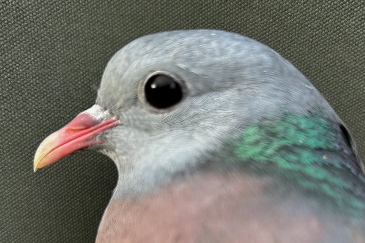 One of my favourite garden birds. We’re lucky to get Stock Doves visiting our garden every spring. This one is one of a pair ringed this evening