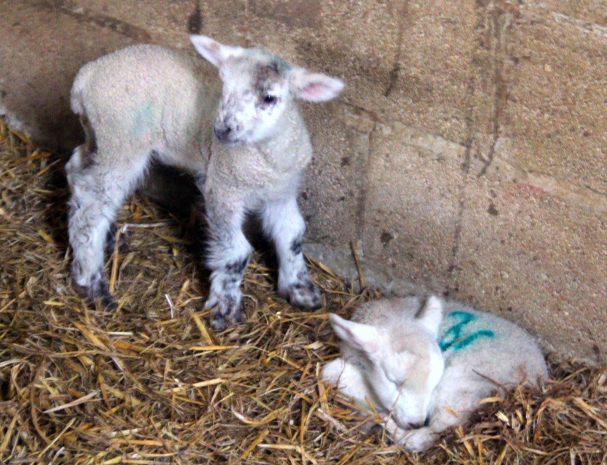 <a href="/New_Close_Farm/">New Close Farm Durham</a> Twins born at my cousin's New House Farm at Hawling (Gloucestershire) yesterday!
