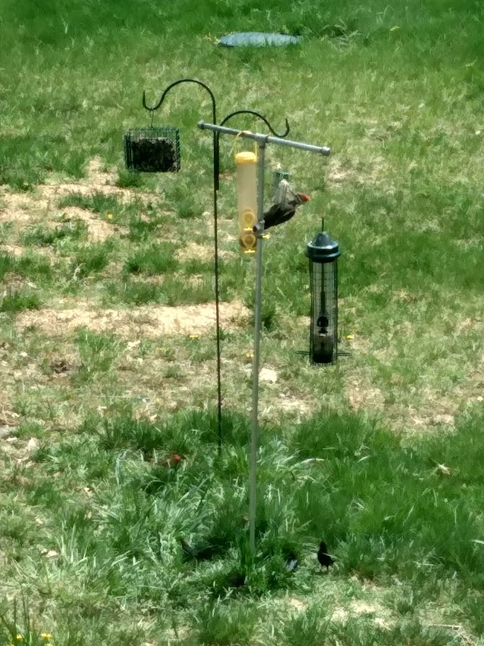 I’ve been trying so hard to get a photo of this guy, one of a pair of pileated woodpeckers that visit our birdfeeders. It’s a treat to see them swooping through our woods.

The pileated woodpecker is the largest woodpecker in North America, at about 16 to 19 inches long.