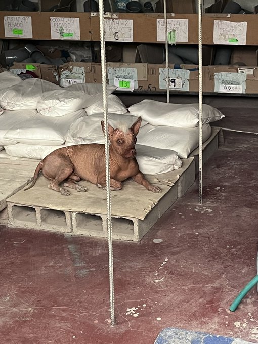 Quiero un perro peruano. https://t.co/4iSlq8KXVP
