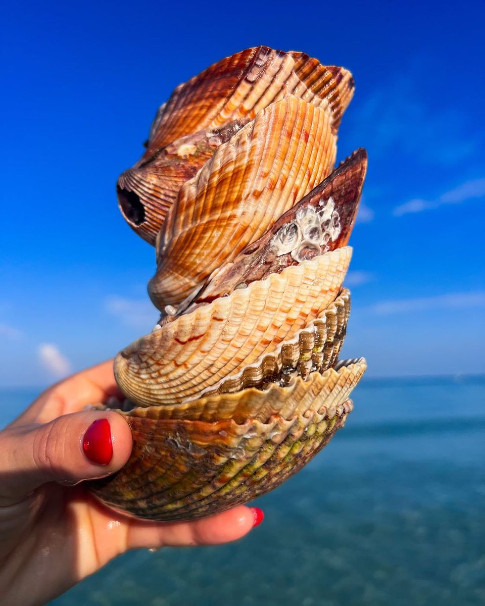 Shell seekers, unite! 🐚 Where's your top spot for shelling in the Bradenton Area? Share your favorite beach finds below! 👇 📷 instagram.com/lauragracedz #BradentonArea #LoveFL