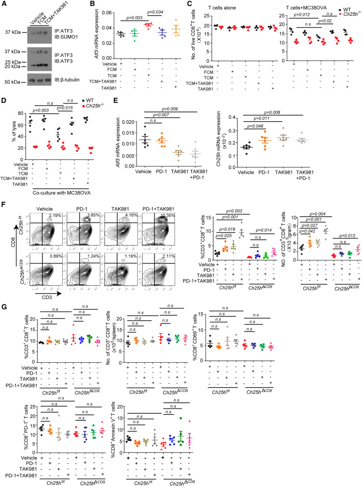 New! Online now: ATF3 and CH25H regulate effector trogocytosis and anti-tumor activities of endogenous and immunotherapeutic cytotoxic T lymphocytes dlvr.it/T5LFvt