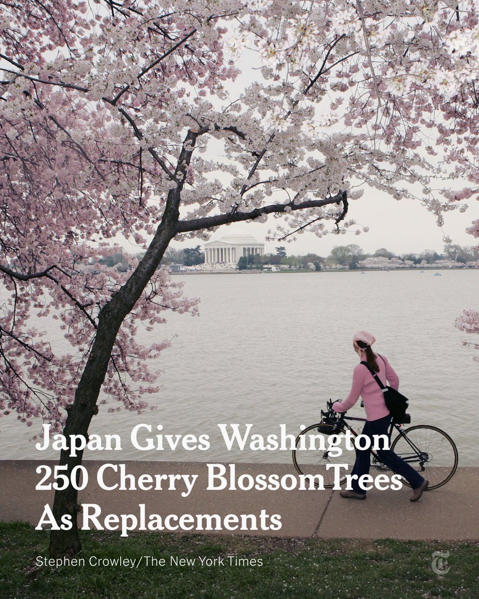 nytimes's tweet photo. Japan is giving the U.S. 250 cherry trees to replace more than 100 that will be torn up during construction around the Tidal Basin in Washington, the Japanese prime minister, Fumio Kishida, said on Wednesday. https://t.co/v7iZmtx9zp https://t.co/GaN8qbcQGU