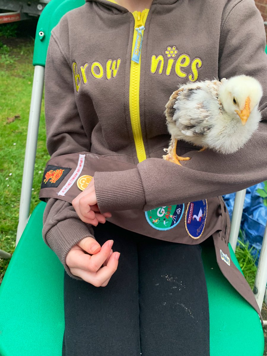 we had some very cute and fluffy visitors at Brownies and Guides tonight! 🐣