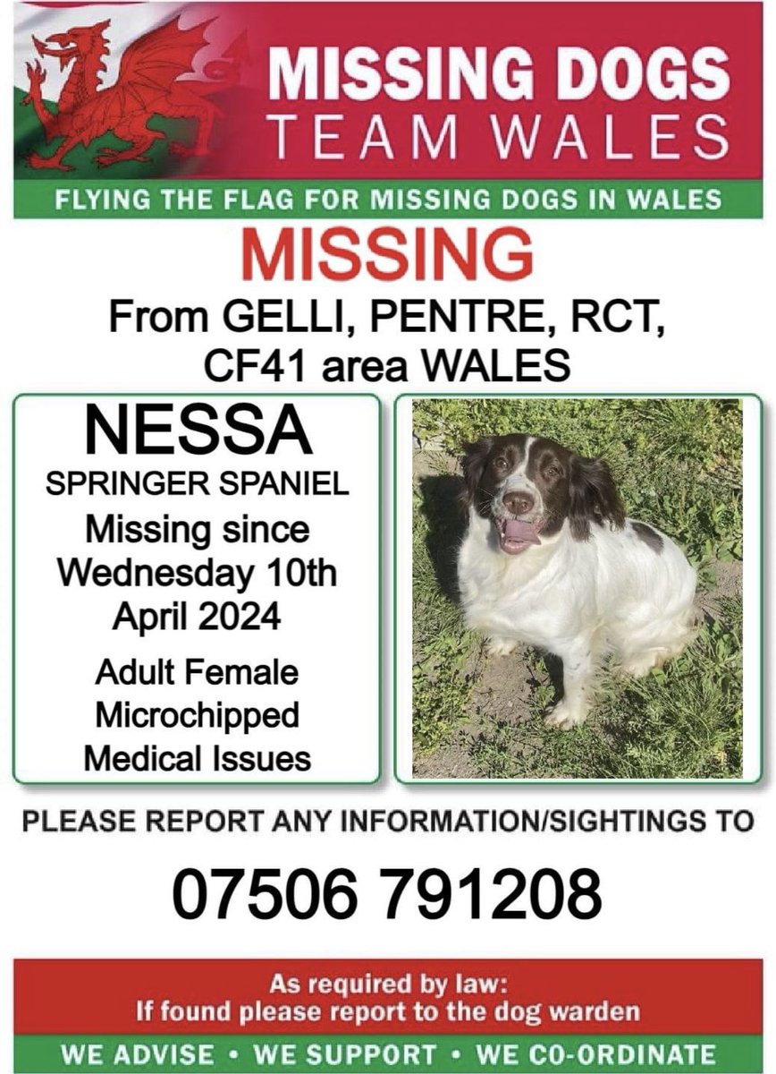 #SpanielHour 

NESSA MISSING #Gelli #Pentre #RCT #CF41 🏴󠁧󠁢󠁷󠁬󠁳󠁿 
#Springer lost since 10/4/24 
Adult female white & brown 
CHIPPED / HAS MEDICAL ISSUES 🆘

@TonPentreFC @PentrecLe @ruthwill64 @juliagarland73 @CarolPoyerPeett @RachaelB100 @MissingPetsGB @bs2510 @PcsharonPage @HunnyJax