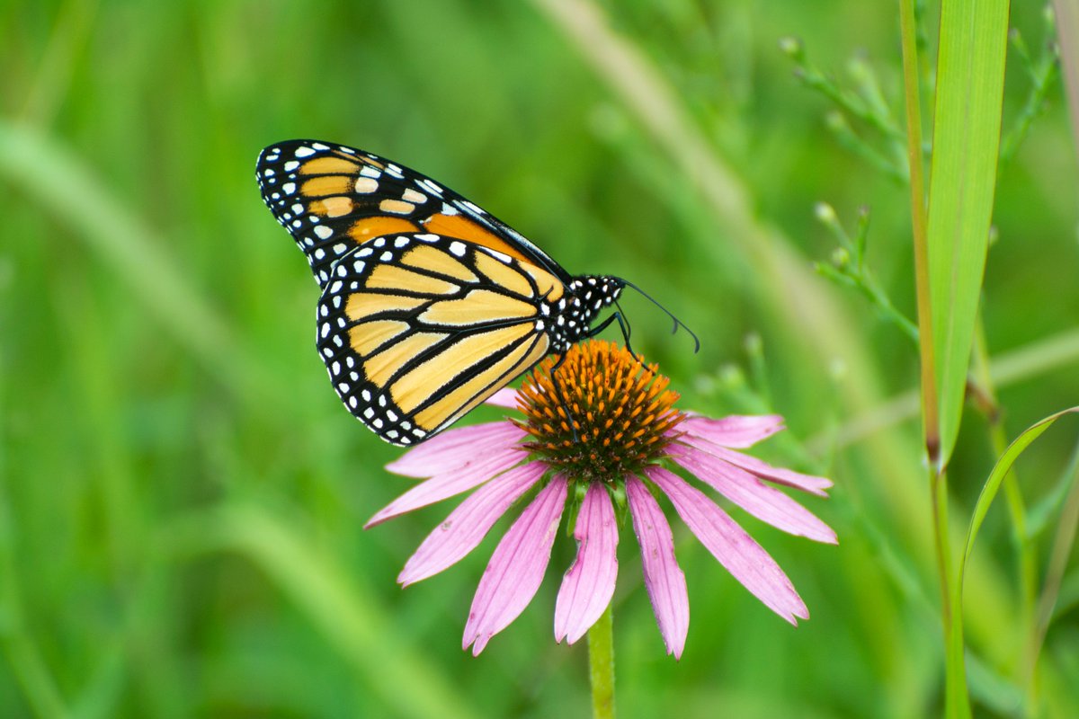 Despite steep declines in monarch butterfly populations, good migration habitat likely remains, especially in Mexico, according to a new study. 🦋 ➡️ow.ly/2oIL50Rcuqg @UNAM_MX @ColoradoStateU @CUDenver @MonarchsJV #monarchs #butterfly #MonarchButterfly #pollinators