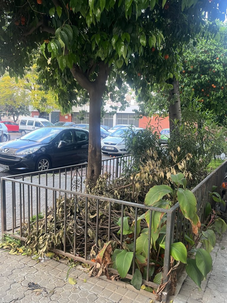 JuliansitoPrez's tweet photo. @jlsanzalcalde @LipasamSevilla Pues pasate por mi puerta, que estamos cansados hasta la saciedad de ir al distrito de san pablo y llamar al 010 durante 2 años y nada , da asco salir y entrar del bloque, sin hablar de las ratas y bichos https://t.co/LZgHAKlr7I