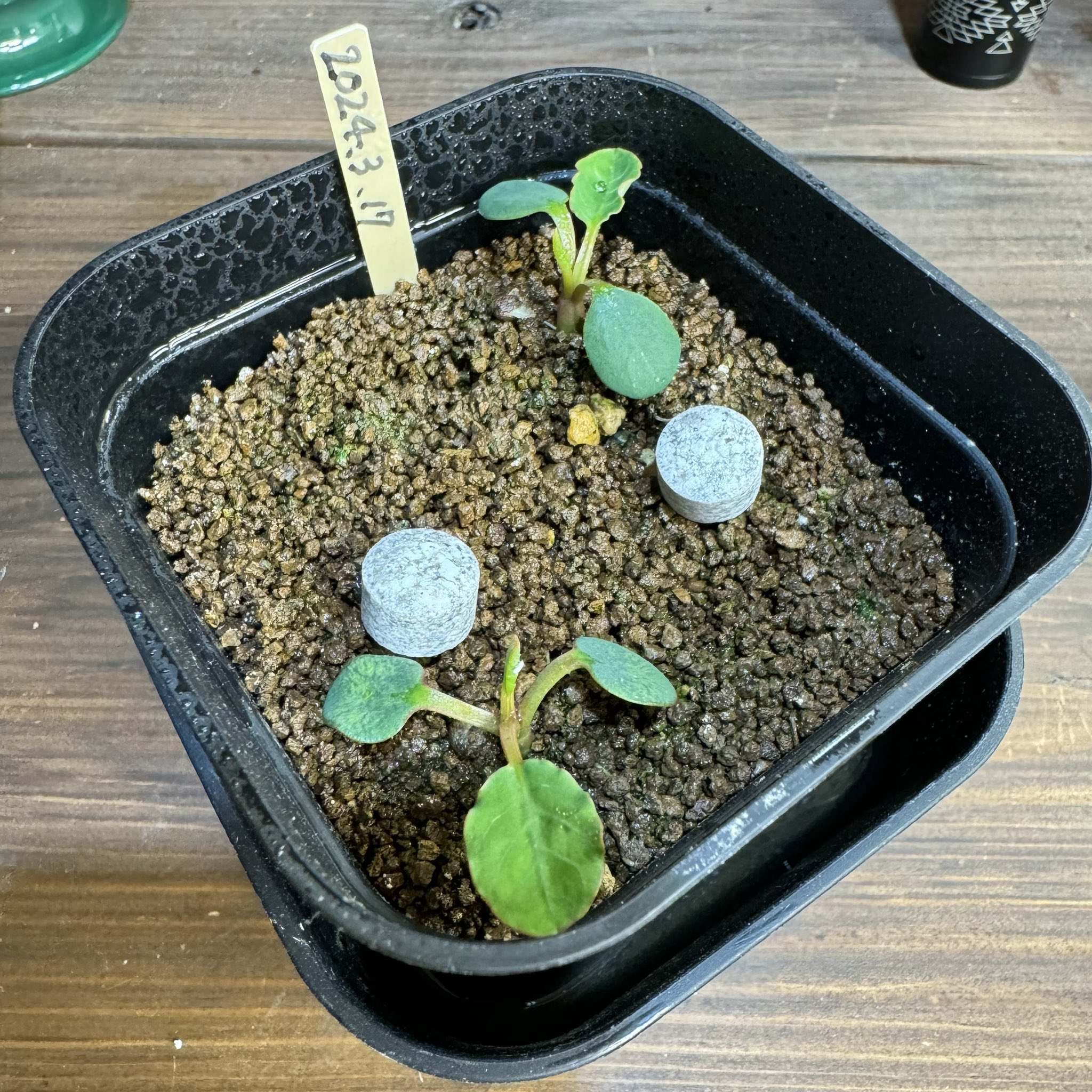 現地球 発根済 多頭ユーフォルビアスパンリンギー ユーフォルビア スパンリンギー | STELLA.PLANTS
