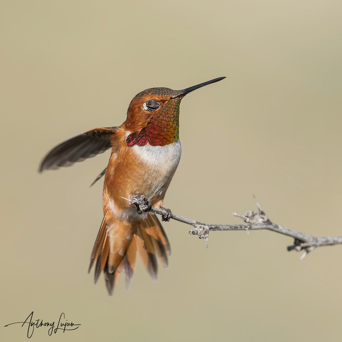 This one isn't in my new book, Sleeping Beauties, which is coming out in a week. He just has his eyes closed and is preparing for something. Rufous Hummingbird Selasphorus rufus IUCN status - NEAR THREATENED Sony A1 - Sony 600mm #rufousshummingbird #hummingbird #colibrí #be...