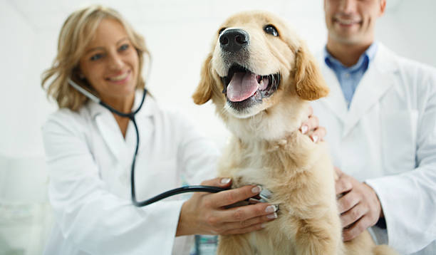 Protect your pet from harmful diseases with our vaccination services. Our team will help you determine which vaccines are necessary for your pet's lifestyle and provide them with the proper care they need. #Vaccinations #PetHealth