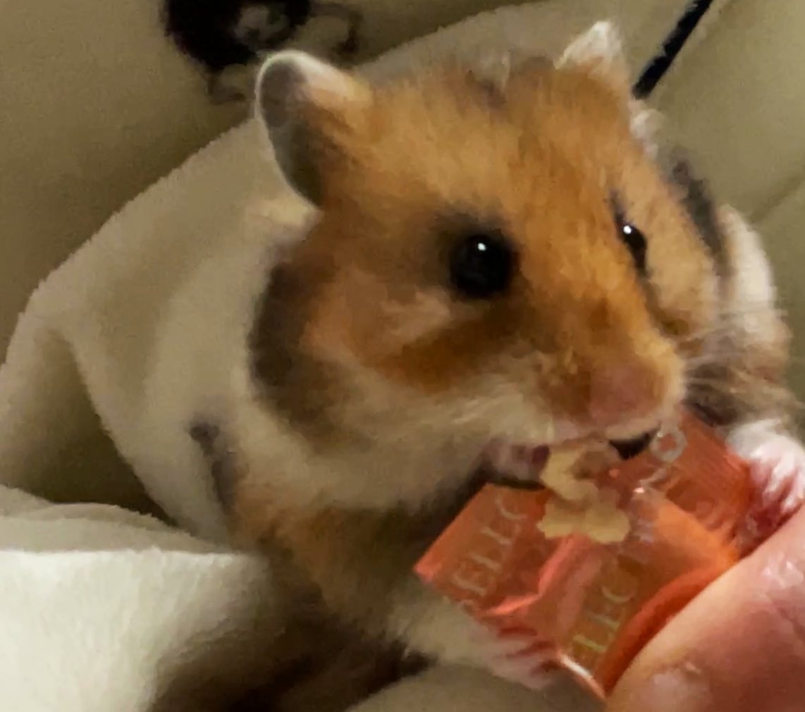 makokey0303's tweet photo. いまどうしてる？

🐹みりん「チキぺ💗✨」 https://t.co/8XvmwNmVZB