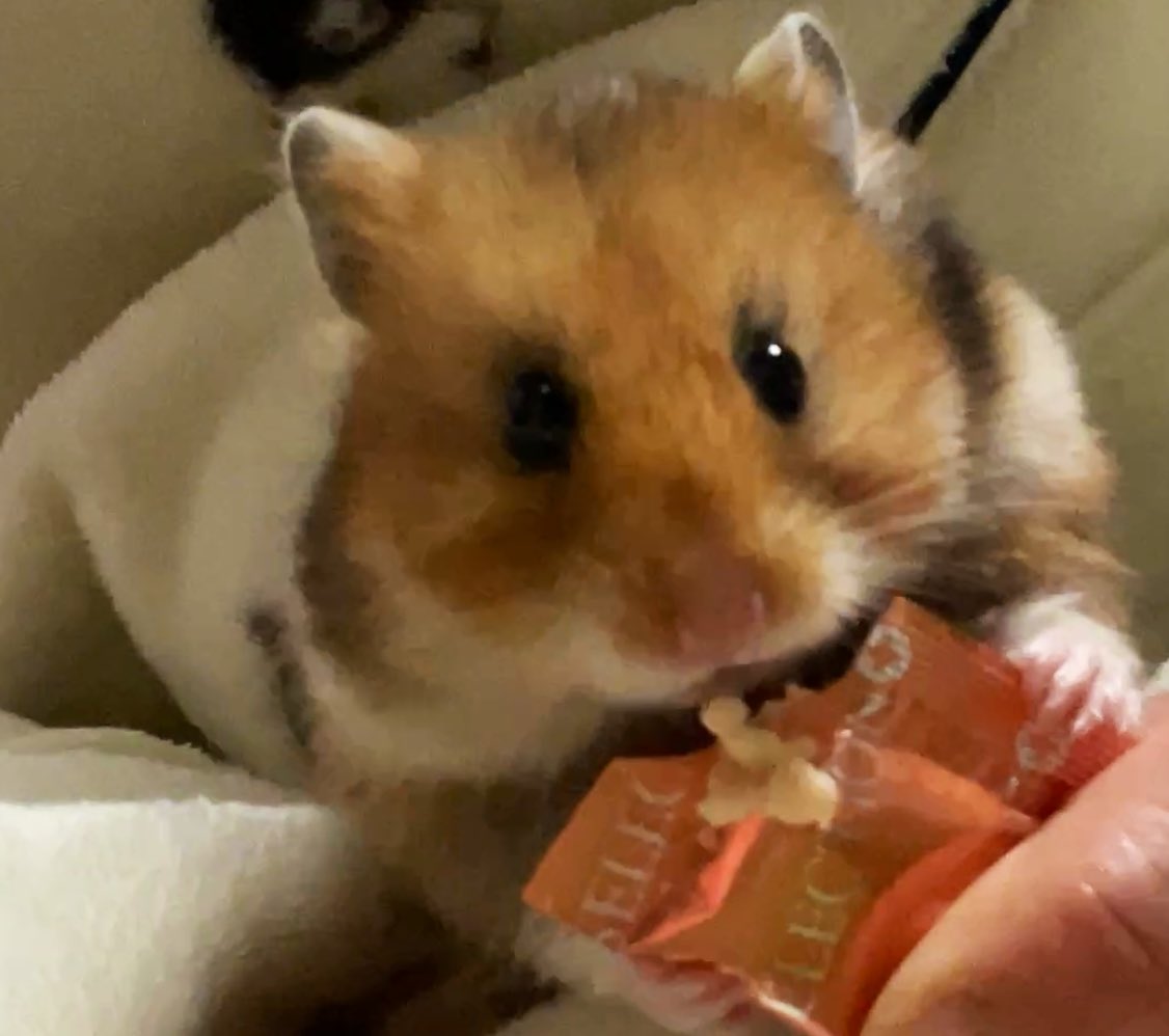 makokey0303's tweet photo. いまどうしてる？

🐹みりん「チキぺ💗✨」 https://t.co/8XvmwNmVZB
