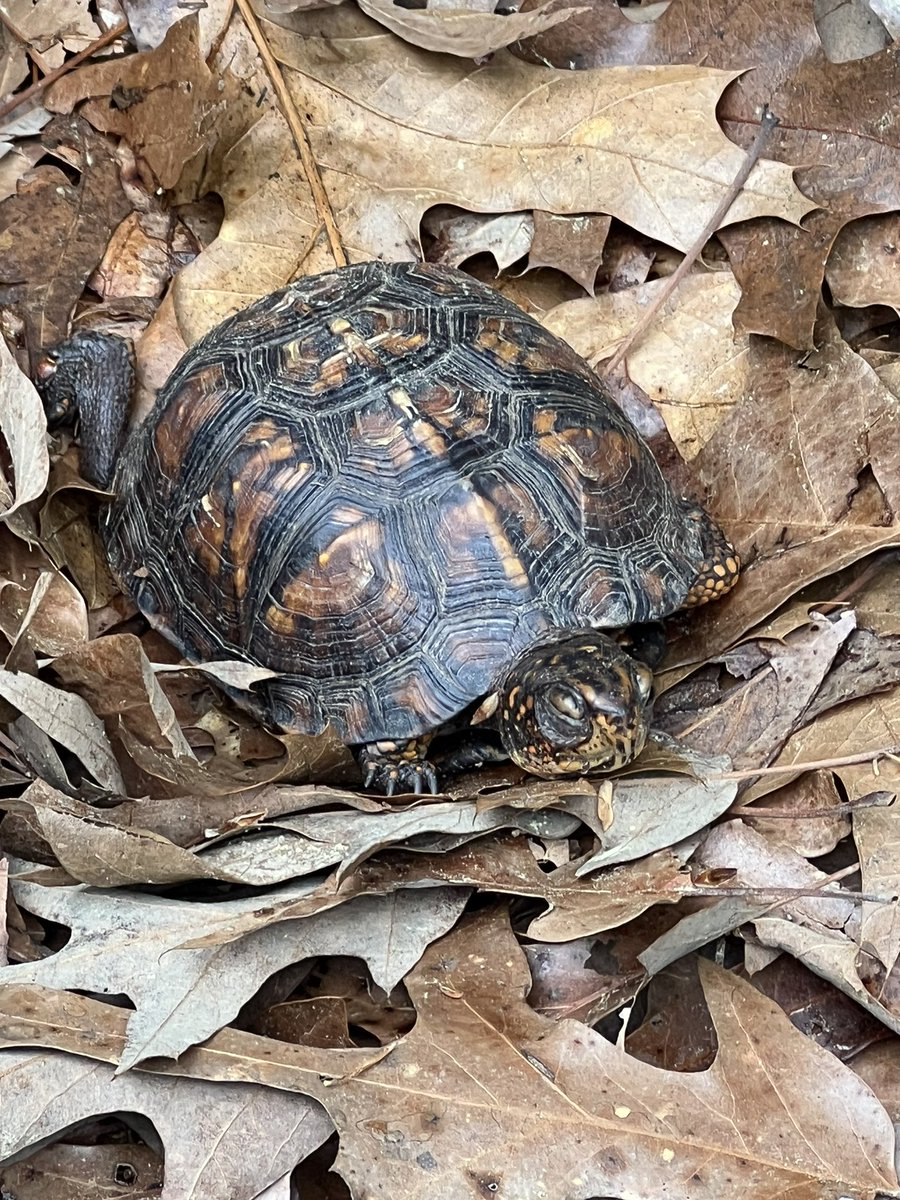 There is no greater argument for working from home than this sleeping turtle I found in my backyard