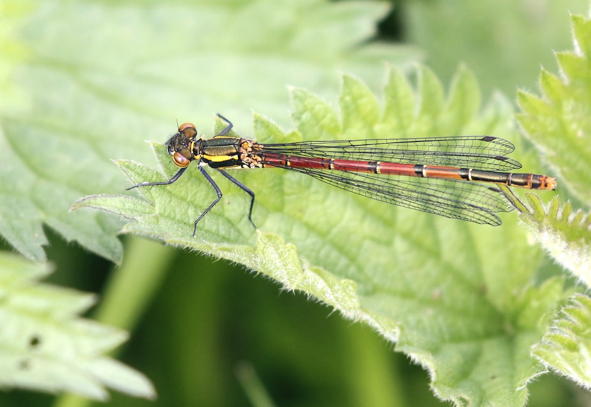 Here for all you Odonata lovers is a beautiful, freshly hatched, male Large Red Damselfly - my first of the year and can't wait for the 'Dragon' season to begin in earnest!
Enjoy!
@Natures_Voice @NatureUK @BDSdragonflies