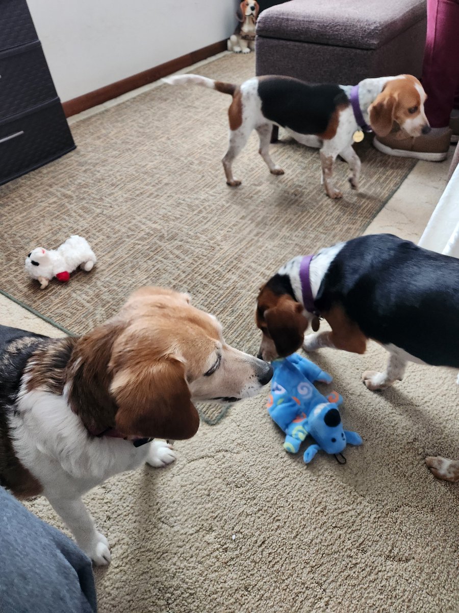 Ellie had a playdate this afternoon with Poppy and Penny!  They were also adopted through @MWBeaglerescue  #beagle #beagles #beaglelove #MWBalumni