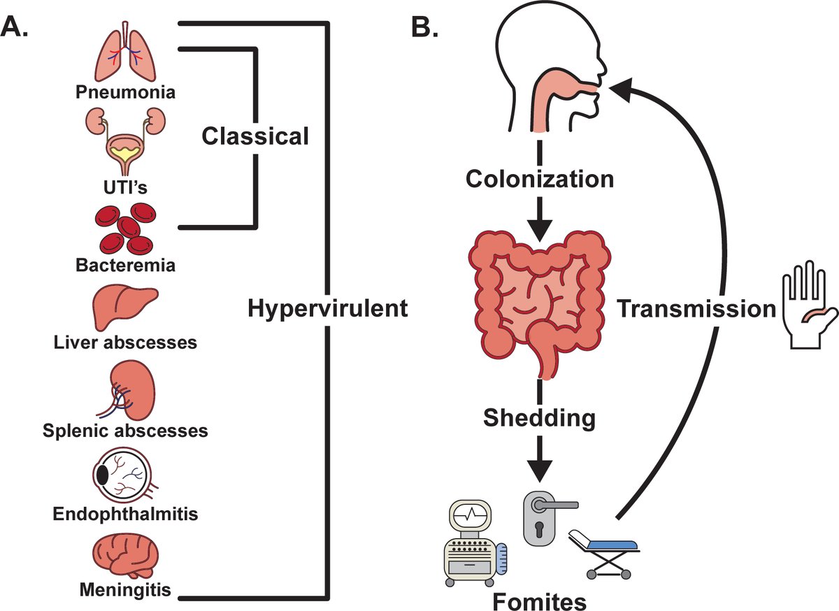 Eid al-fitr brought a nice gift today. Our recent review of Klebsiella pneumoniae gut colonization is out today! Mainly driven by my graduate student, Andrew Bray! journals.asm.org/doi/10.1128/ia…