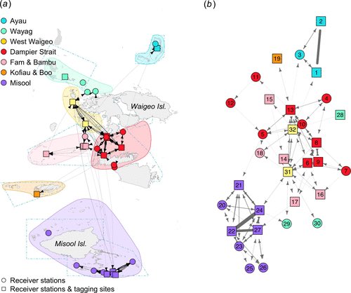 🚨New paper led by @DrEdySetyawan: we used network analysis to describe patterns of connectivity and population structure for 72 reef manta rays tracked over 5 years across an array of 34 acoustic receivers in Raja Ampat royalsocietypublishing.org/doi/10.1098/rs…