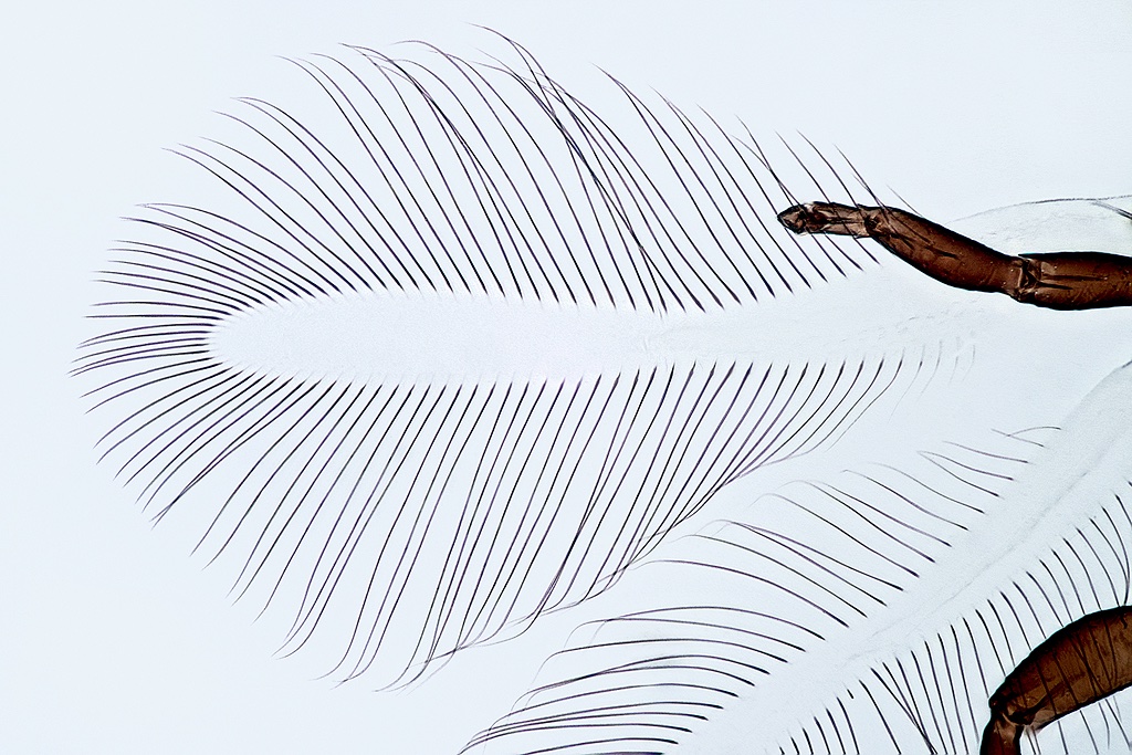 Wing veins in Thysanoptera (#thrips): - Melanthripidae/Aeolothripidae: Cross veins present - Thripidae: 2 longitudinal veins - Rohrthripidae (fossil, Cretaceous): 1 – 2 longitudinal veins - Phlaeothripidae: no veins.