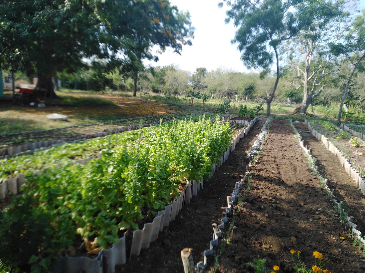 En el marco del Recorrido Nro 97 del #GrupoNacionalAgriculturaUrbana por los Municipios de #LasTunas visitamos area de autoconsumo con #Organopónico nuevo en la delegación provincial de la Agricultura #SiSePuede @YdaelB @MMarreroCruz @JorgeLuisTapiaF @MINAGCuba