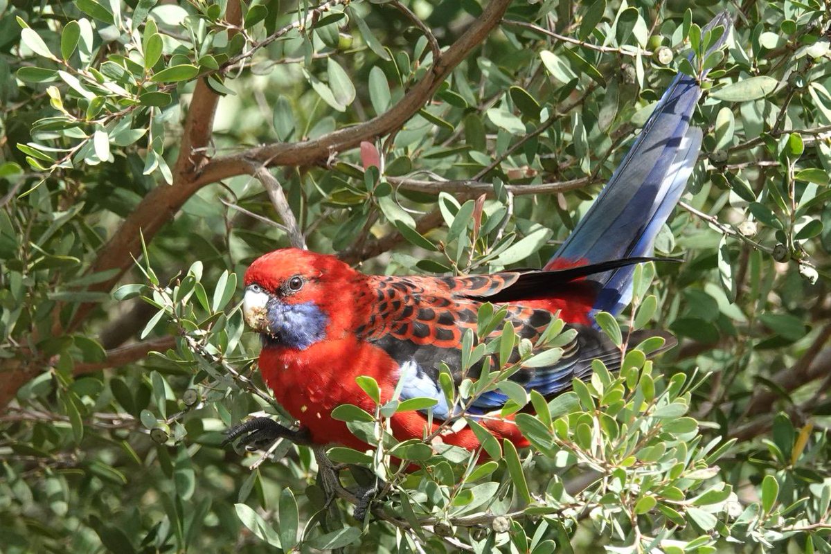 Here is a Crimson Rosella to brighten your day! Watch birds, birds make us smile. Birds give us a break from the madness, much needed. Be kind today, make someone’s day better.