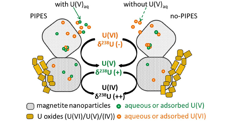 A research team led by @BernierLabEPFL from @EPFL_en elucidate the impact of pentavalent #Uranium [U(V)] on the direction and magnitude of #isotope fractionation during U(VI) reduction at the magnetite surface. Read more in this ES&T #OpenAccess article: go.acs.org/8QK