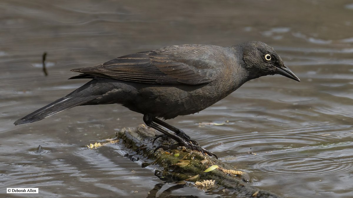 From Tuesday morning at the Pool in Central Park, a Rusty Blackbird, with thanks to @mitoGFP and @BirdCentralPark for getting the word out. #birdcpp