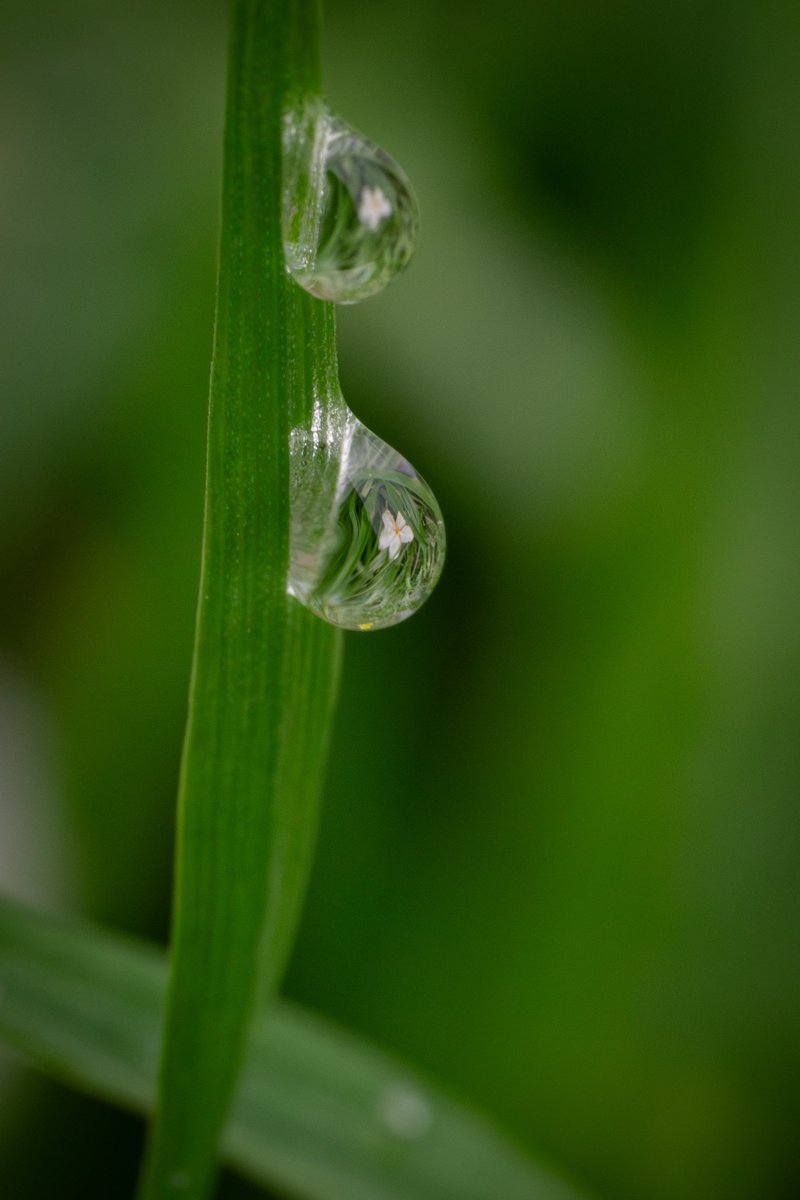 Time for a little reflection… #photography #photo #photooftheday #Sony #macrophotography #ThePhotoHour #nature #NaturePhotography #naturelovers #rain #April2024