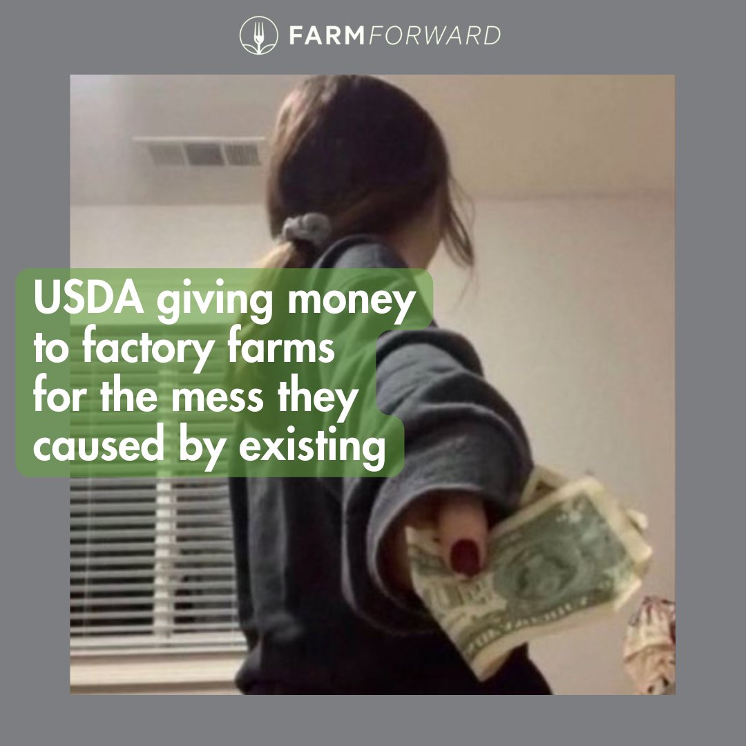 The consequence for factory farms that employ dangerous practices that lead to #birdflu outbreaks, necessitating the killing of millions of sick birds? NONE! Instead, @USDA *compensates* these factory farms for the losses they caused in the first place — without requiring reform.