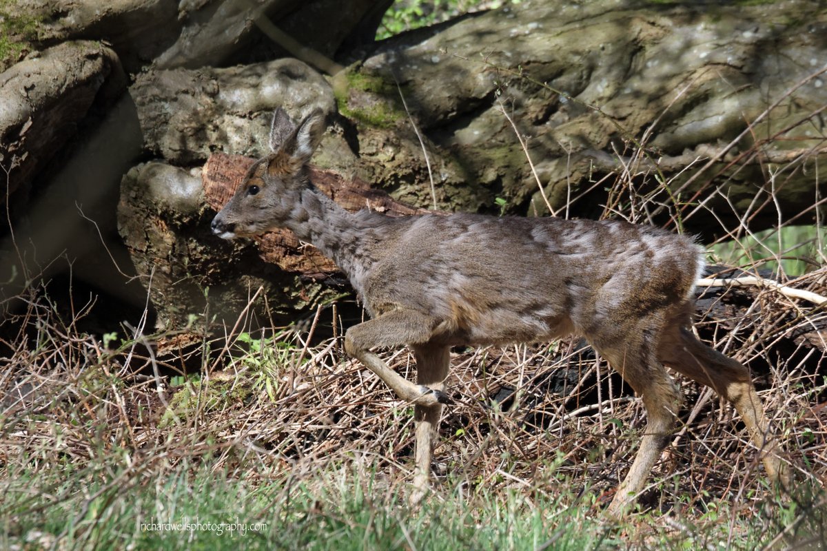 WildPhotoScot tweet picture