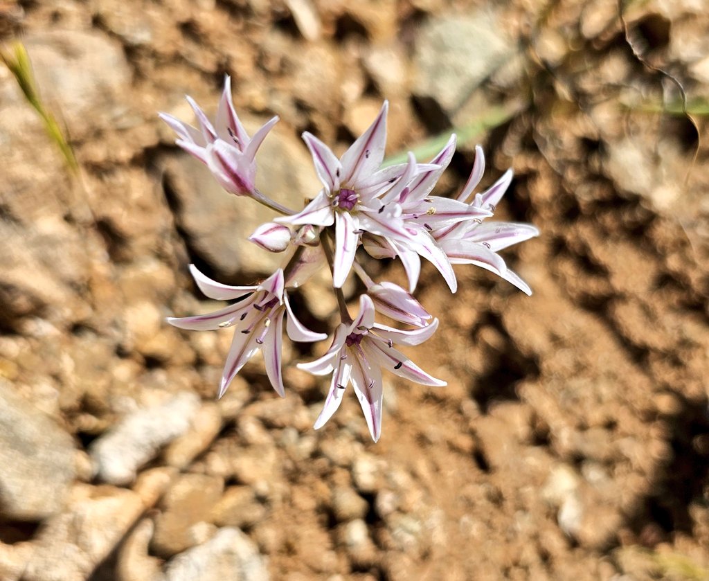 Nice flowers in Tucson!