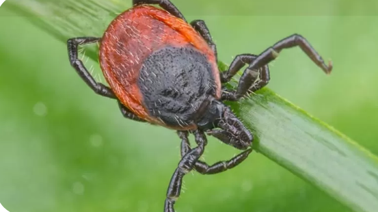 It's the time of year where we need to be aware of ticks and how to prevent being bitten. Please read a factsheet I wrote about Tick-borne encephalitis, published by @encephalitis Shares are appreciated to help raise awareness! encephalitis.info/types-of-encep…