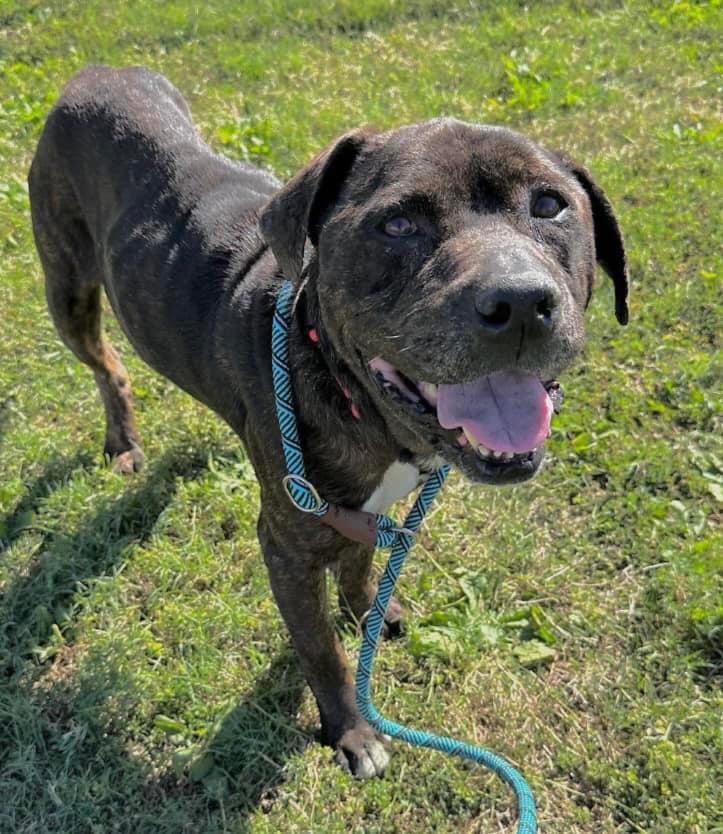 Sweet little BEAR #A366173 is a sweet boy that is trying to b brave,but he doesn't want to DIE. Far cuter than pic.,he will b beautiful when bathed & fattened up. Laid back,wants only to live & b loved! PLZ #ADOPT #FOSTER OR #PLEDGE TO ATTRACT A RESCUE 🛟 #CorpusChristi #Texas