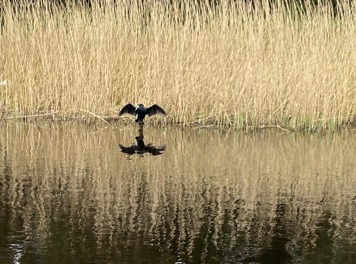 A new visitor to Bushy Park. Hopefully he’s not planning to raid the nests in the rushes!