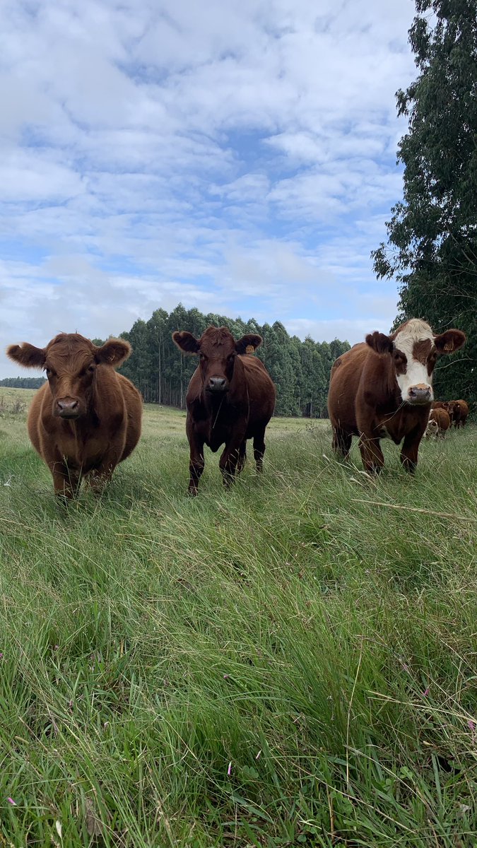 Los mimosos y el campo natural