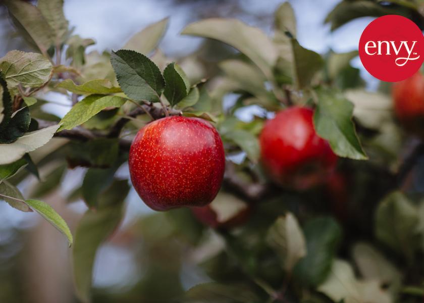 The first of T&G Global’s premium new season Envy branded apples have departed Aotearoa, New Zealand, bound for China. loom.ly/P1V7cnI