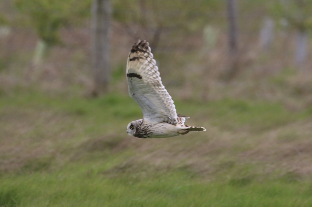 Ferring birder (@lizwalk1) on Twitter photo A birdtastic day! Waiting, hoping for SEO to show, osprey flew over with a very large catch and flushed out the owls #osprey #elmley #birdwatching #owls #TwitterNatureCommunity <a href="/ElmleyNNR/">Elmley NNR</a> <a href="/SeowlsUk/">Short Eared Owls</a> <a href="/BBCSpringwatch/">BBC Springwatch</a> <a href="/Natures_Voice/">RSPB</a> <a href="/NatureUK/">NatureUK</a> A birdtastic day! Waiting, hoping for SEO to show, osprey flew over with a very large catch and flushed out the owls #osprey #elmley #birdwatching #owls #TwitterNatureCommunity <a href="/ElmleyNNR/">Elmley NNR</a> <a href="/SeowlsUk/">Short Eared Owls</a> <a href="/BBCSpringwatch/">BBC Springwatch</a> <a href="/Natures_Voice/">RSPB</a> <a href="/NatureUK/">NatureUK</a>