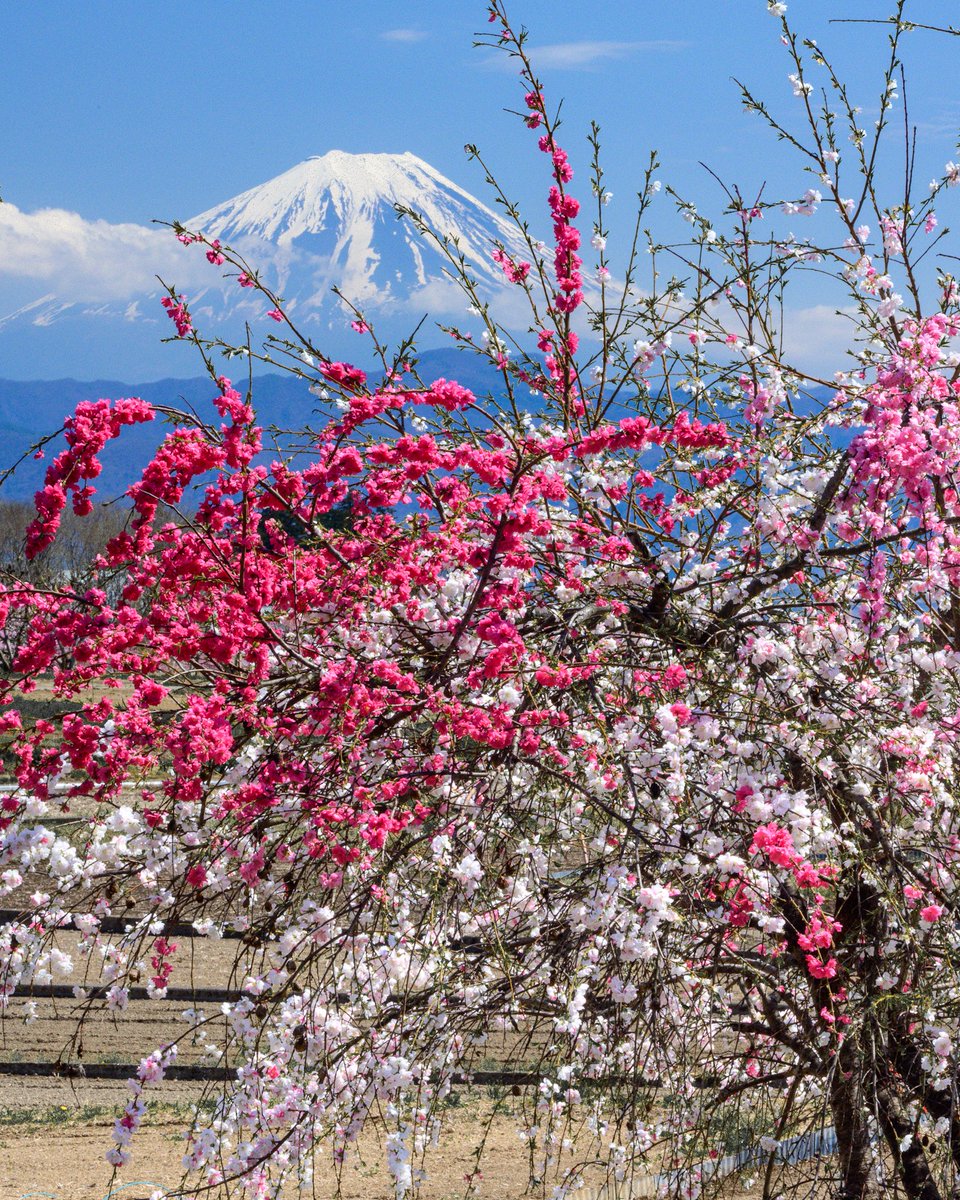 花桃越しの富士

韮崎市にて昨日撮影

#富士山 #花桃 #Nikon