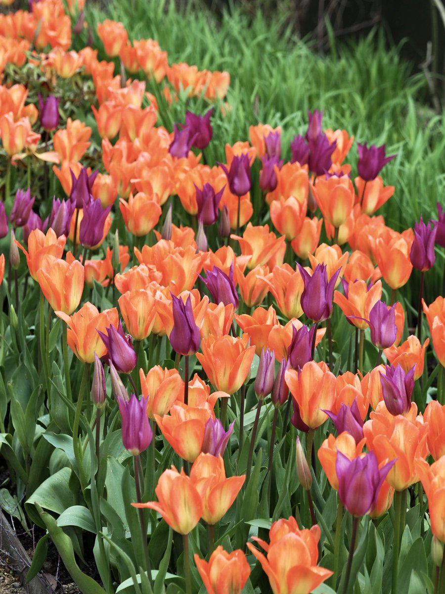Fantastic colour combination of tulips #spring #flowers #DunhamMassey