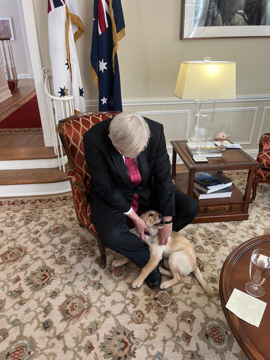Meet Nellie, service puppy-in-training and new arrival to the home of our Head of Australian Defence Staff in Washington. Came for a visit this morning. Cuteness factor 11/10 Cat happiness when Nellie comes to the Residence 2/10
