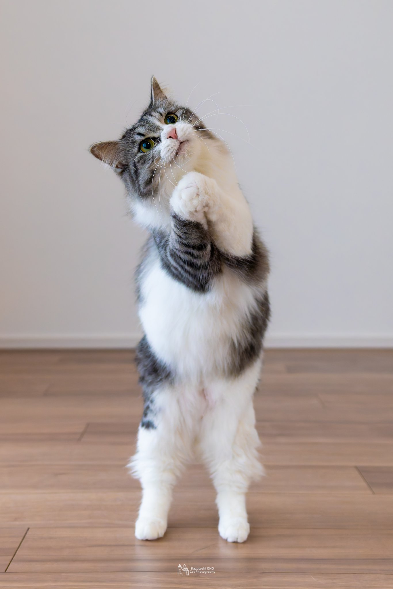 猫愛好家出品 小野一俊 على X: 